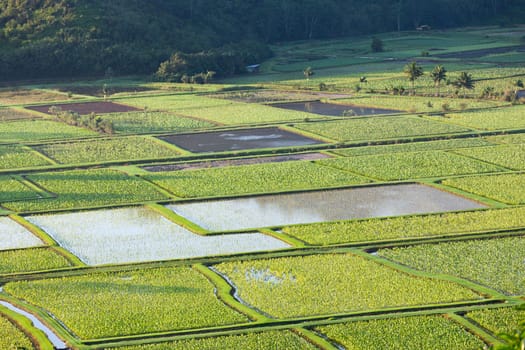 Hanalei Valley on island of Kauai with taro ponds pattern