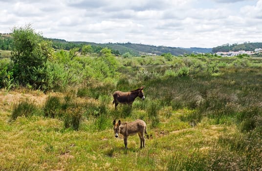 Typical free donkeys in southern Portugal