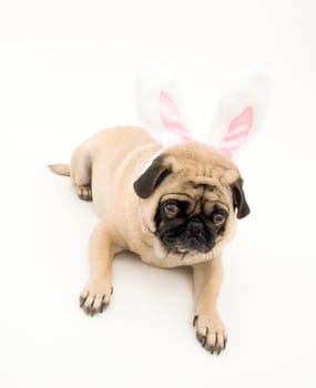 Bunny Pug on White Background.