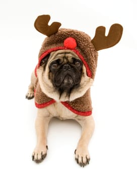 Reindeer Pug