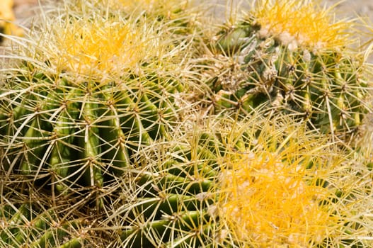 Cactus Detail