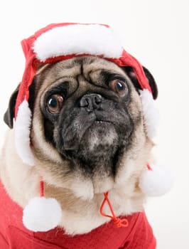 Pug in Costume