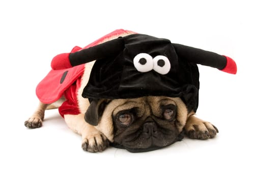 Ladybug Pug