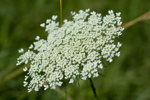 Queens Anne Lace Flower