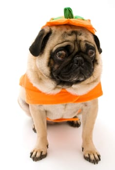 Pumpkin Pug