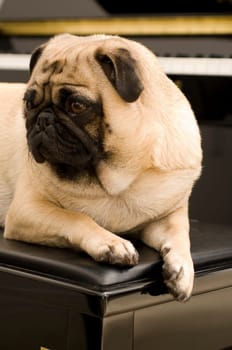 Pug on Piano