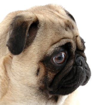 Pug Profile