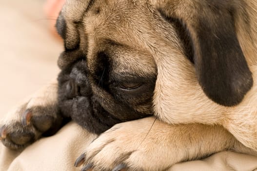 Pug Laying Down
