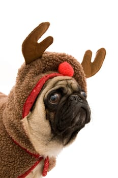 Reindeer Pug on a White Background.