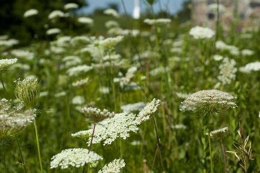 Queens Anne Lace