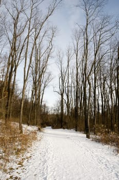 Nature Trail in Ohio