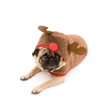 Reindeer Pug on White Background.