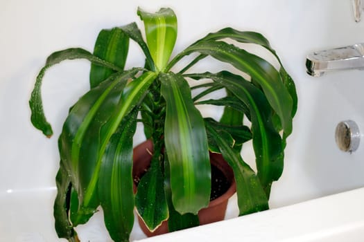Corn plant houseplant drying in the bathtub after being sprayed with water from a shower head to clean dust off of it.