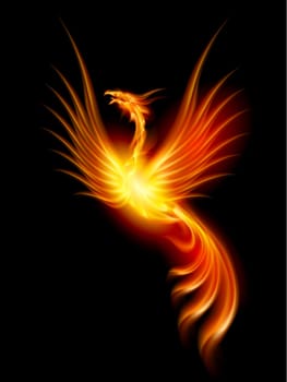 Beautiful Burning Phoenix. Illustration isolated over black background