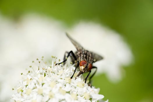 Housefly