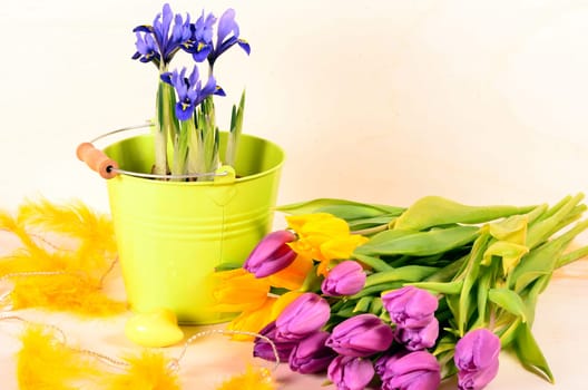 Spring Tulips Plants