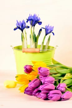 Spring Tulips Plants
