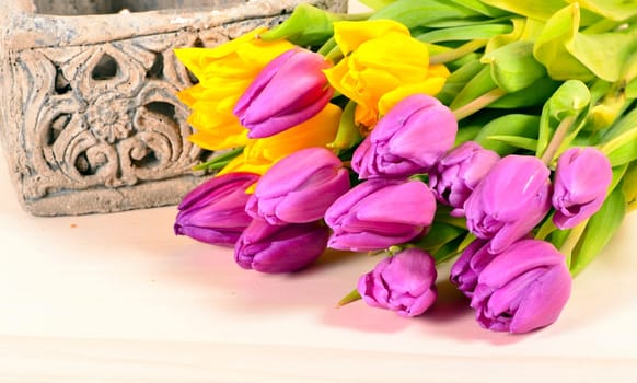 Spring Tulips Plants