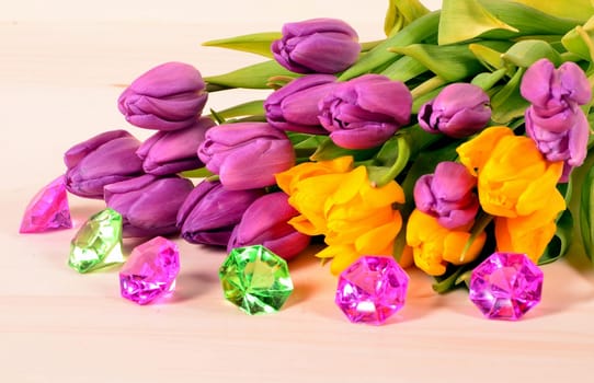 Spring Tulips Plants
