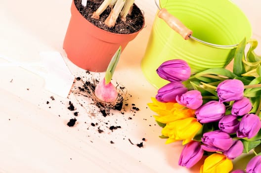 Spring Tulips Plants