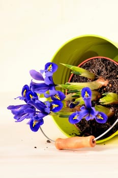 Spring Tulips Plants