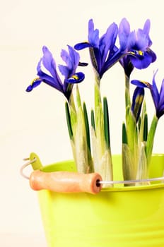 Spring Tulips Plants