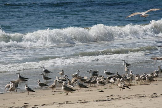 Seagulls