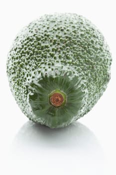 avocado (Persea americana)