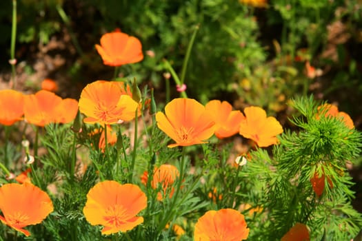 Orange California Poppy