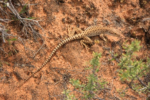Rail lizard in Arches Aational Park