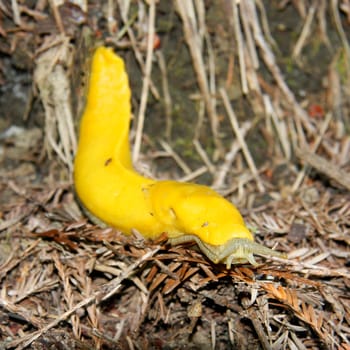 Square close-up of a banana snail