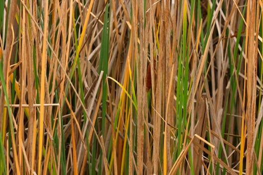 Green and dried reed background
