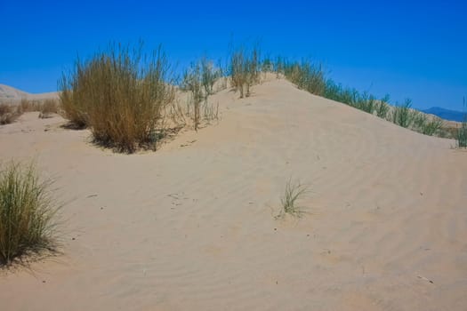 Sand dune with grasses against blue sky