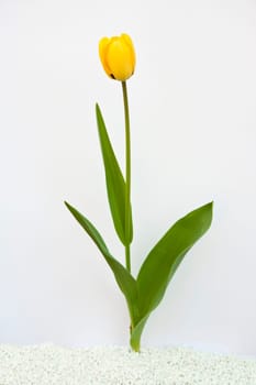 Close-up of a yellow tulip
