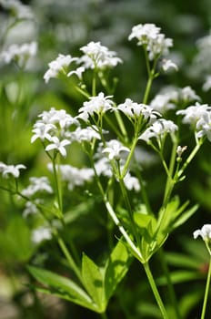 Woodruff