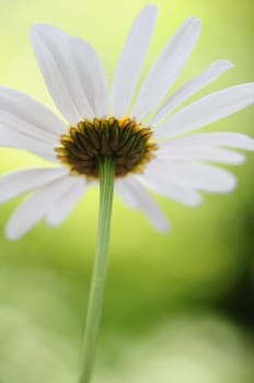 Daisies