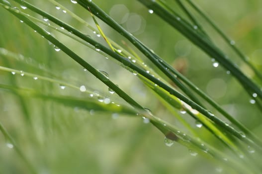 Grasses
