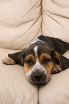 Beagle Laying Down