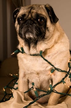 Pugs Wrapped in Lights