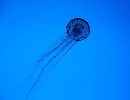 Backlit Jellyfish