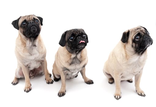 Three Pugs, Isolated on a White Background.