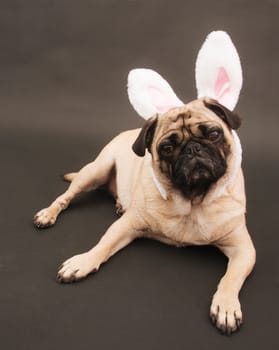 Easter Bunny Pug