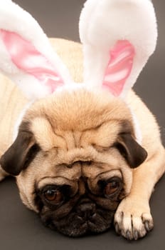 Bunny Pug on Black Background.
