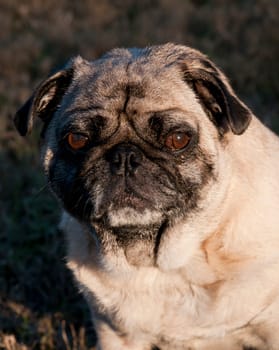 Pug Outside with Expressive Face.