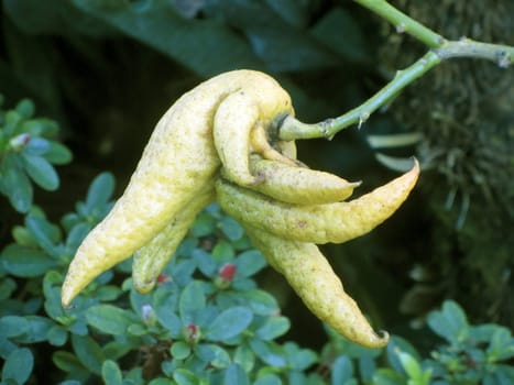 Buddha's Hand - Citrus medica