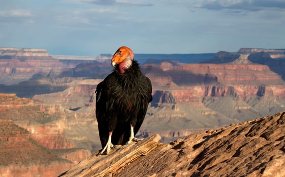 California Condor