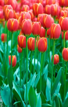 Red tulips in a garden close up shoot