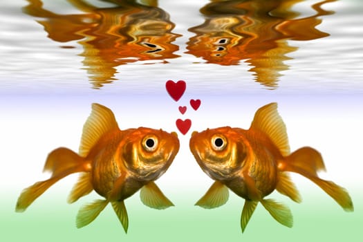 two gold fish kiss in fish tank close up
