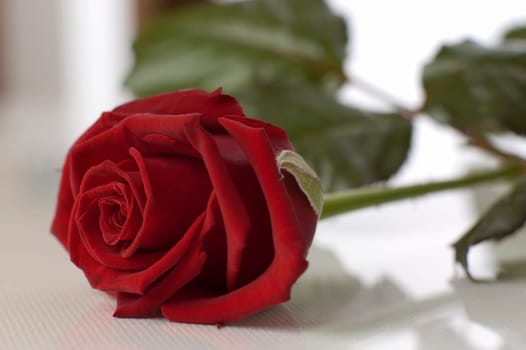 beautiful red rose on table close up