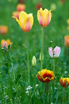 Yellow tulips in a garden close up shoot